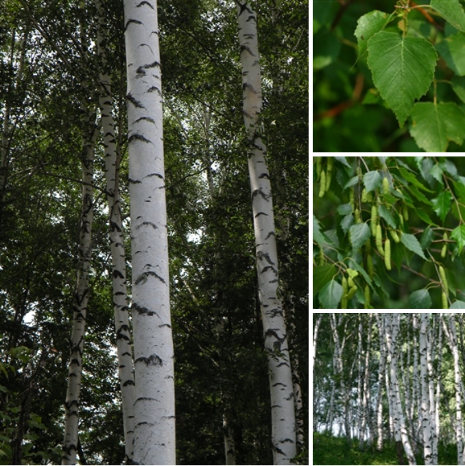 1-1 루Betula platyphylla.png