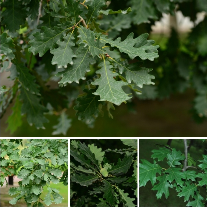 1-3  Quercus robur.png