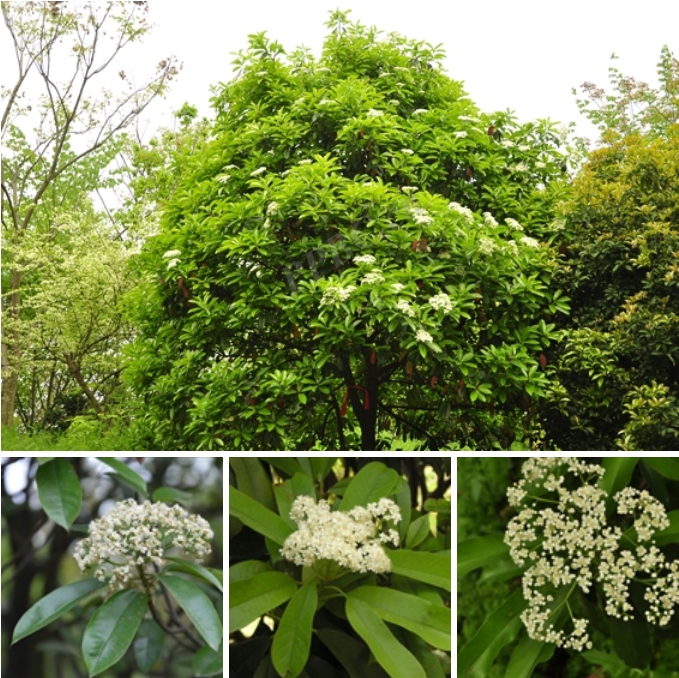 1-5 Ҷʯ Photinia serratifolia.png