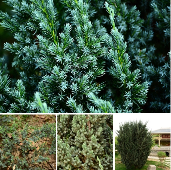 1-6 ŷ޴̰أJuniperus communis.png