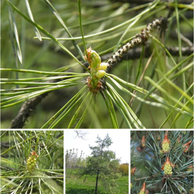 1-11 ŷ޳ɣPinus sylvestris.png