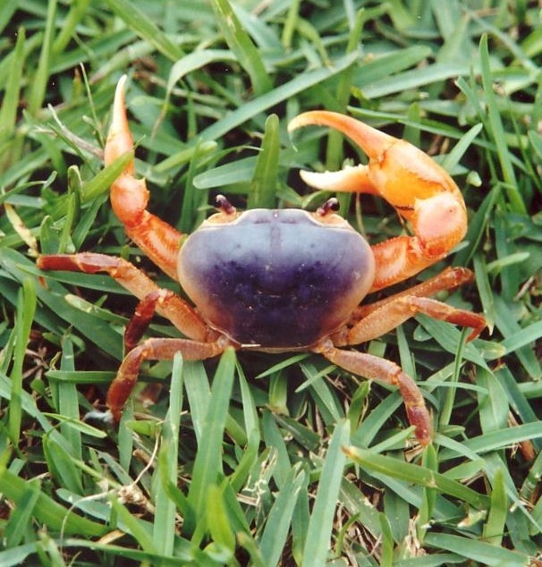 зBlue River CrabѧPotamonautes lividusƯ.jpg