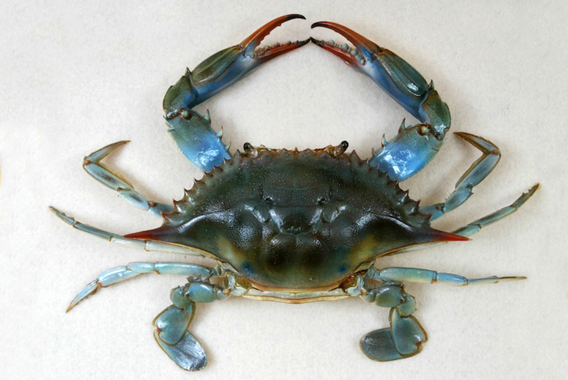 blue crab (Callinectes sapidus)    image_10133_1e-Blue-Crab.jpg