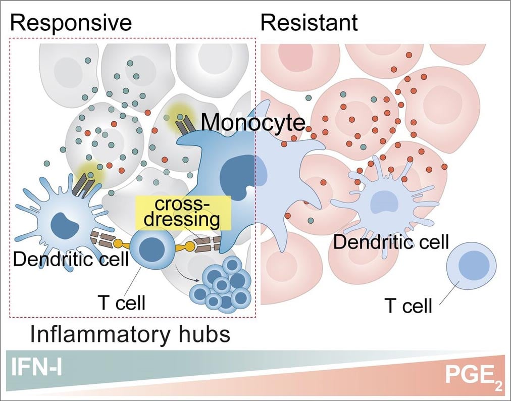 Inflammatory-Monocytes-Help-Reactivate-T-Cells.jpg