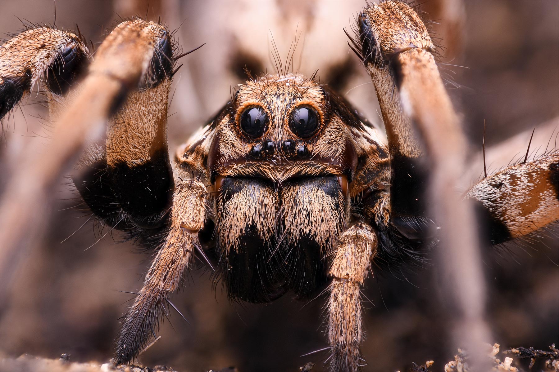 Wolf-Spider-Lycosa-praegrandis.jpg