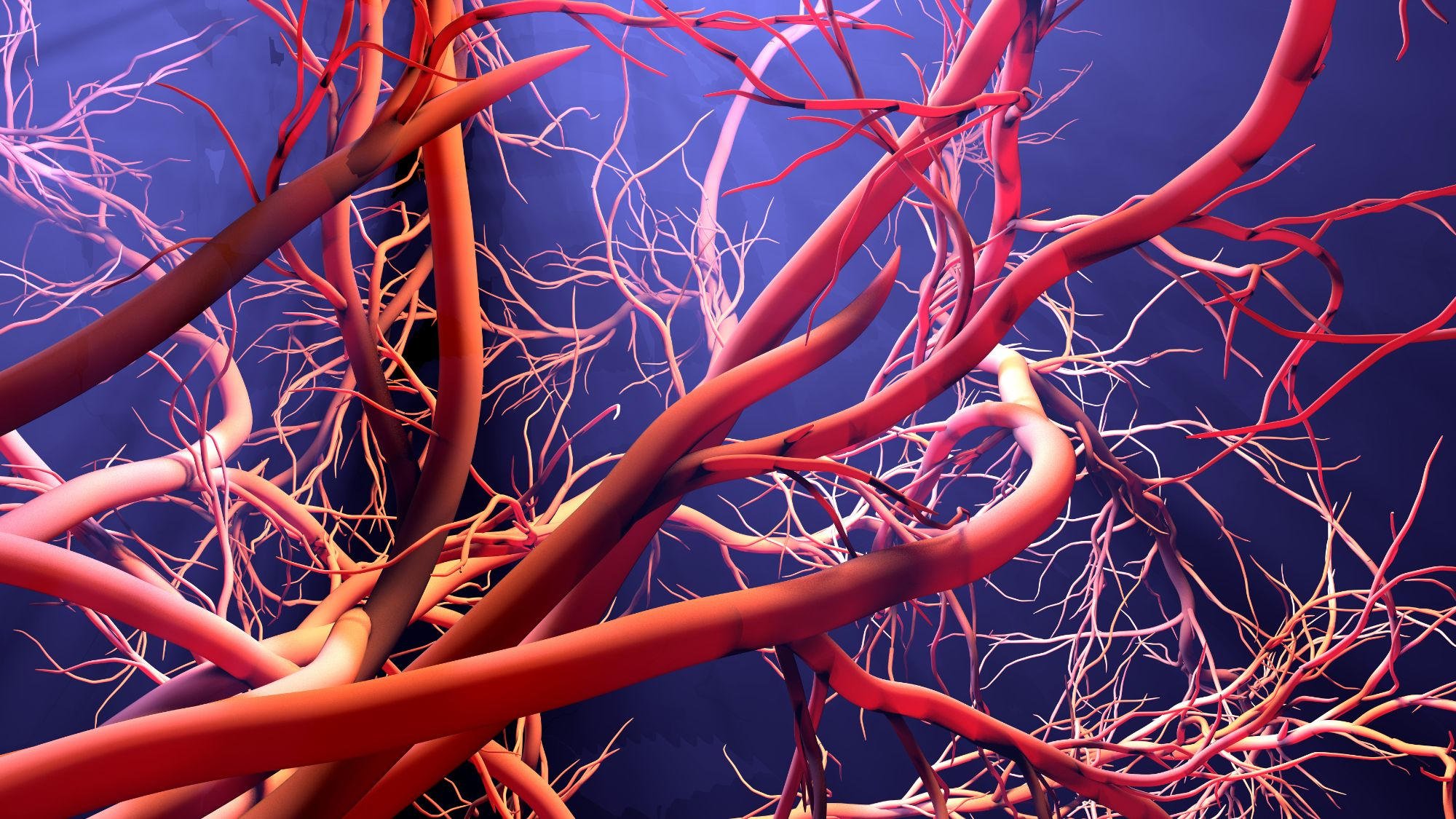 Blood-Vessel-Formation-Illustration.jpg