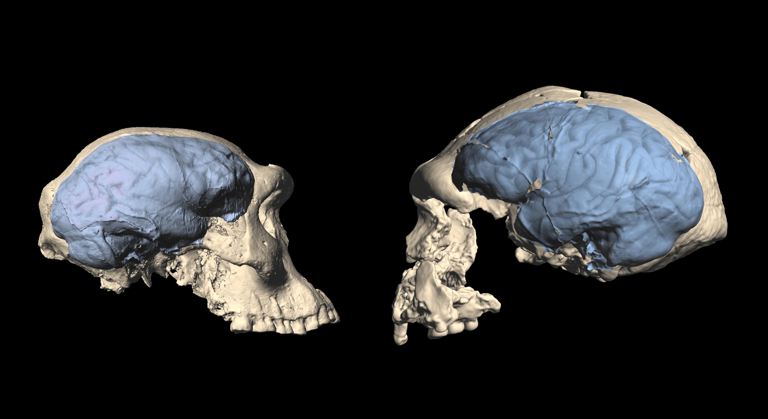 Comparison-of-Early-Homo-Skulls-scaled.jpg