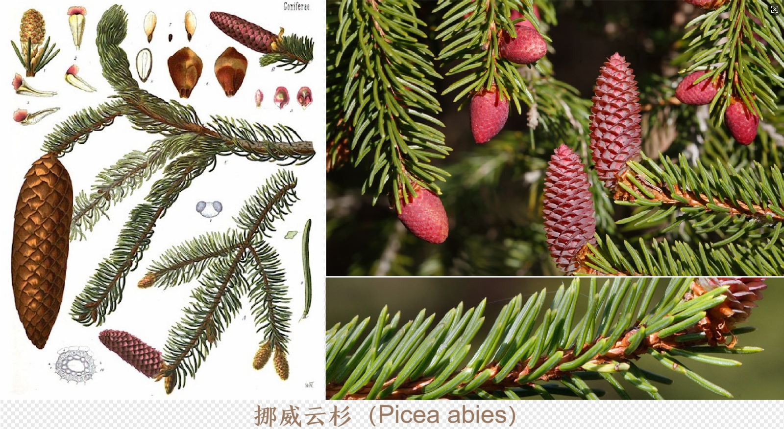 3 ŲɼPicea abies9.png