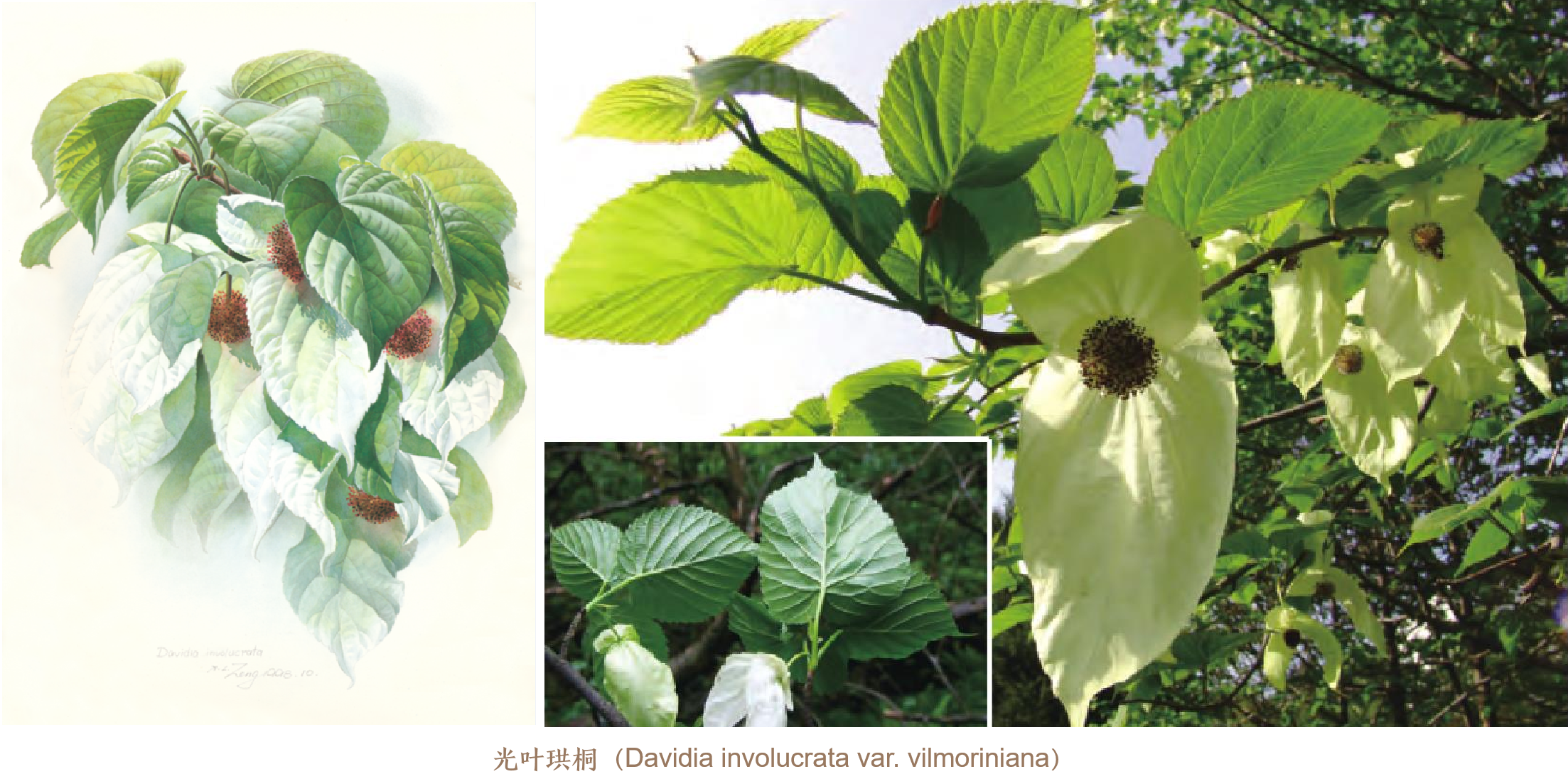 ҶͩDavidia involucrata var. vilmoriniana.png