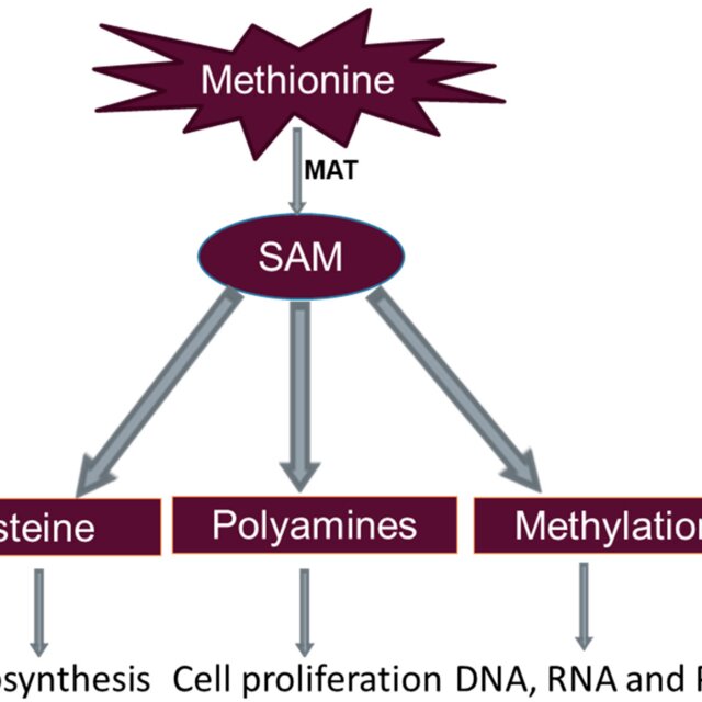 Methionine-metabolism-and-major-functions-with-relevance-to-GSH-biosynthesis-Cell_Q640.jpg