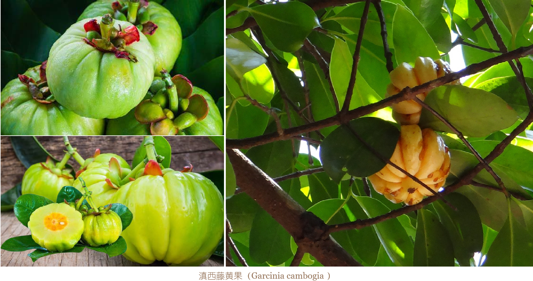 ٻƹGarcinia cambogia .png