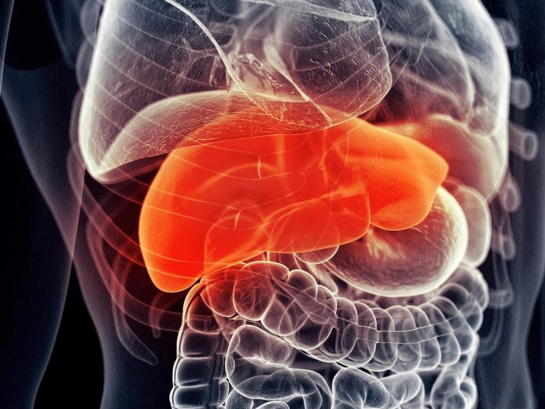 Human-Liver.Pain-Disease-777x583.jpg