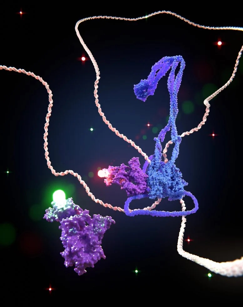 DNA-Being-Folded-Into-a-Loop-by-an-SMC-Motor-Called-Cohesin-777x980.webp.jpg