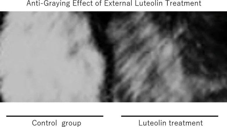 Anti-Graying-Effect-of-External-Luteolin-Treatment-777x434.webp.jpg