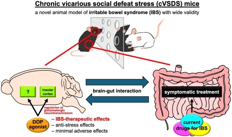 Opioid-Delta-Receptor-Agonists-Alleviate-Stress-Induced-IBS-Symptoms-777x459.webp.jpg