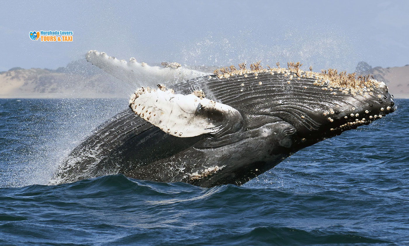 Humpback-whale-The-largest-Whales-in-the-Red-Sea-Diving-in-Egypt.jpg