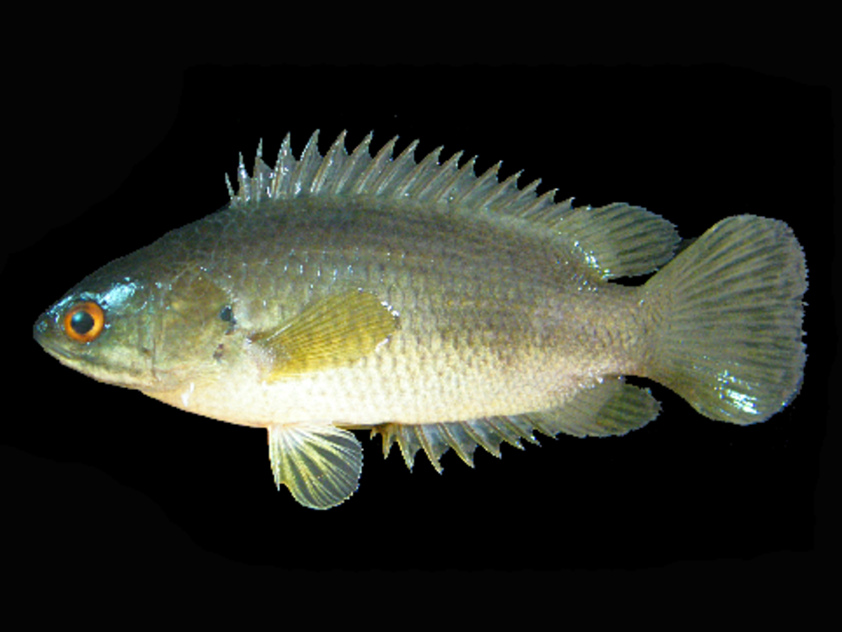 A climbing perch, aka Anabas testudineus.  anabas_testudineus.png