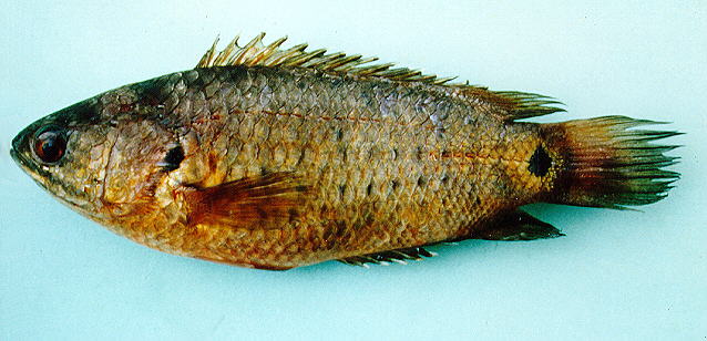 Anabas testudineus (Antes_u1.jpg).jpg