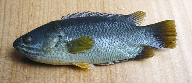 Anabas testudineus (Antes_u7.jpg).jpg