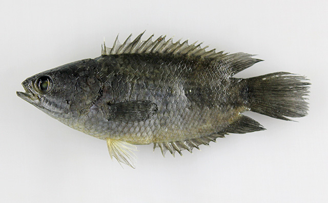 Anabas testudineus (Antes_u9.jpg).jpg