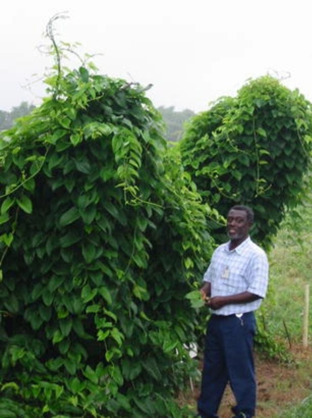 ͼ5 ľ׮ϵĲ Dioscorea alata.png