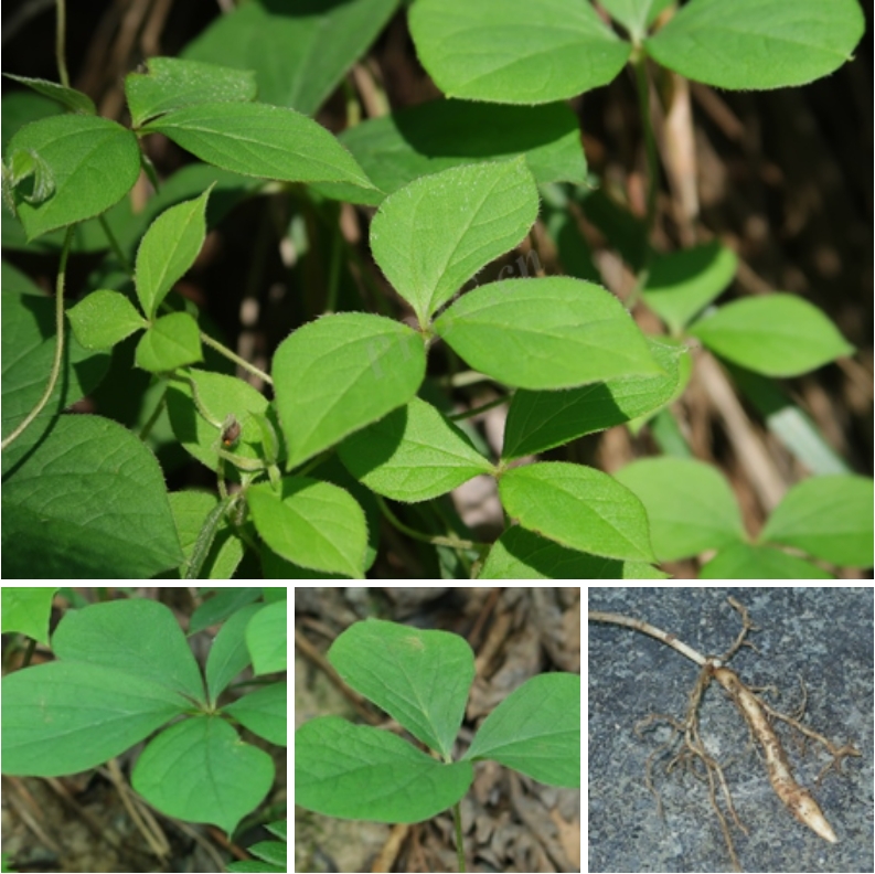 ҶD. pentaphylla.png