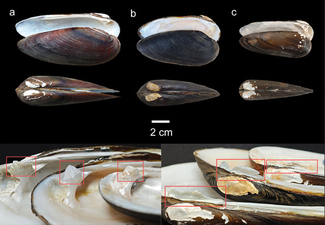 Shells-and-pseudocardinal-teeth-of-Cuneopsis-celtiosimilis-sp-nov-a-Cuneopsis_W640.jpg