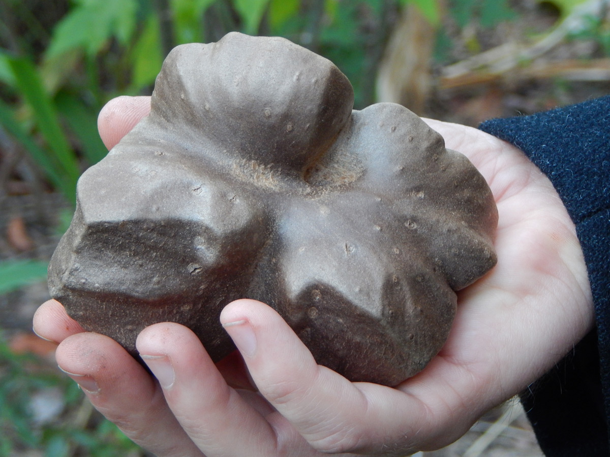 楤 07 Edible_Dioscorea_Bulbifera1-1.jpg