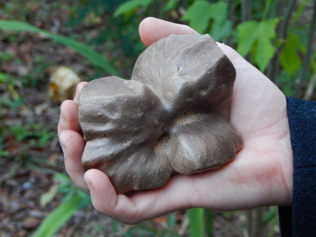 楤 08 Edible_Dioscorea_Bulbifera3-1024x768.jpg