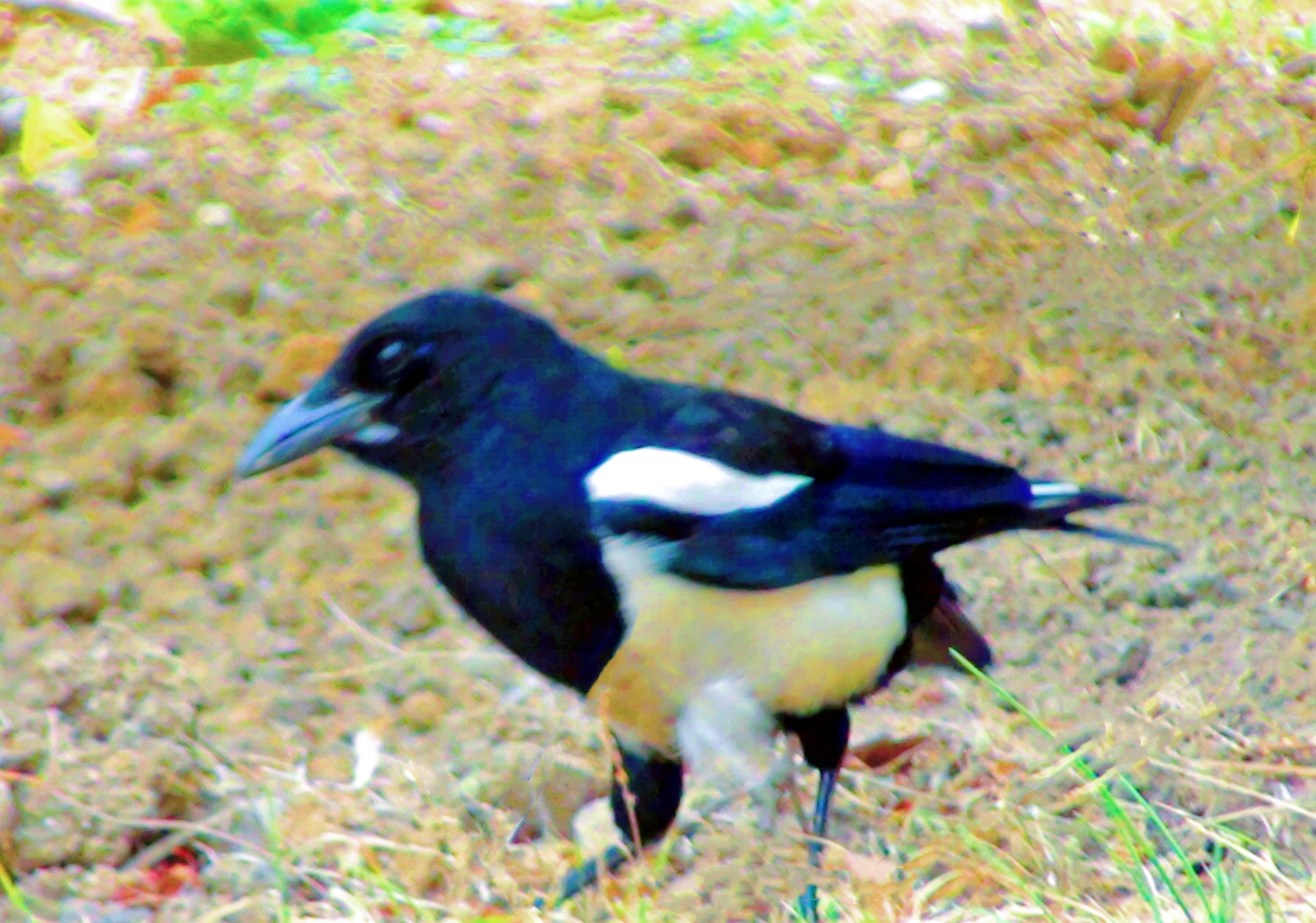 DSC04006.jpg