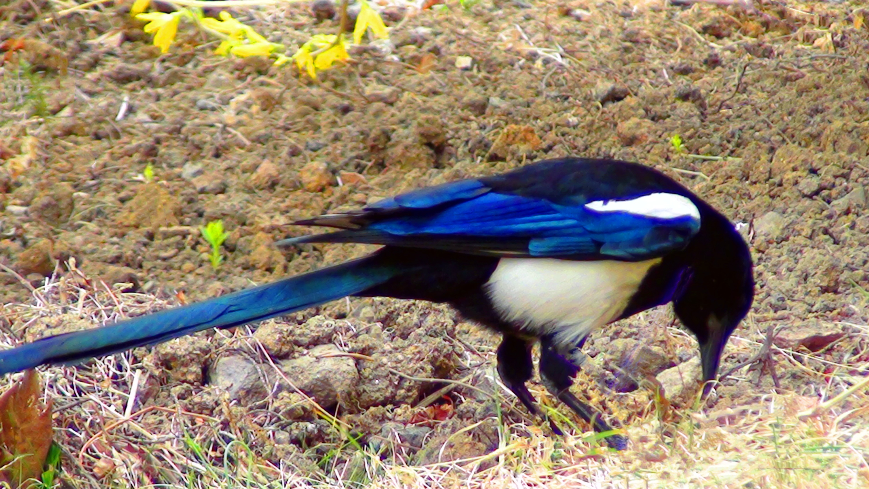 DSC04007.jpg