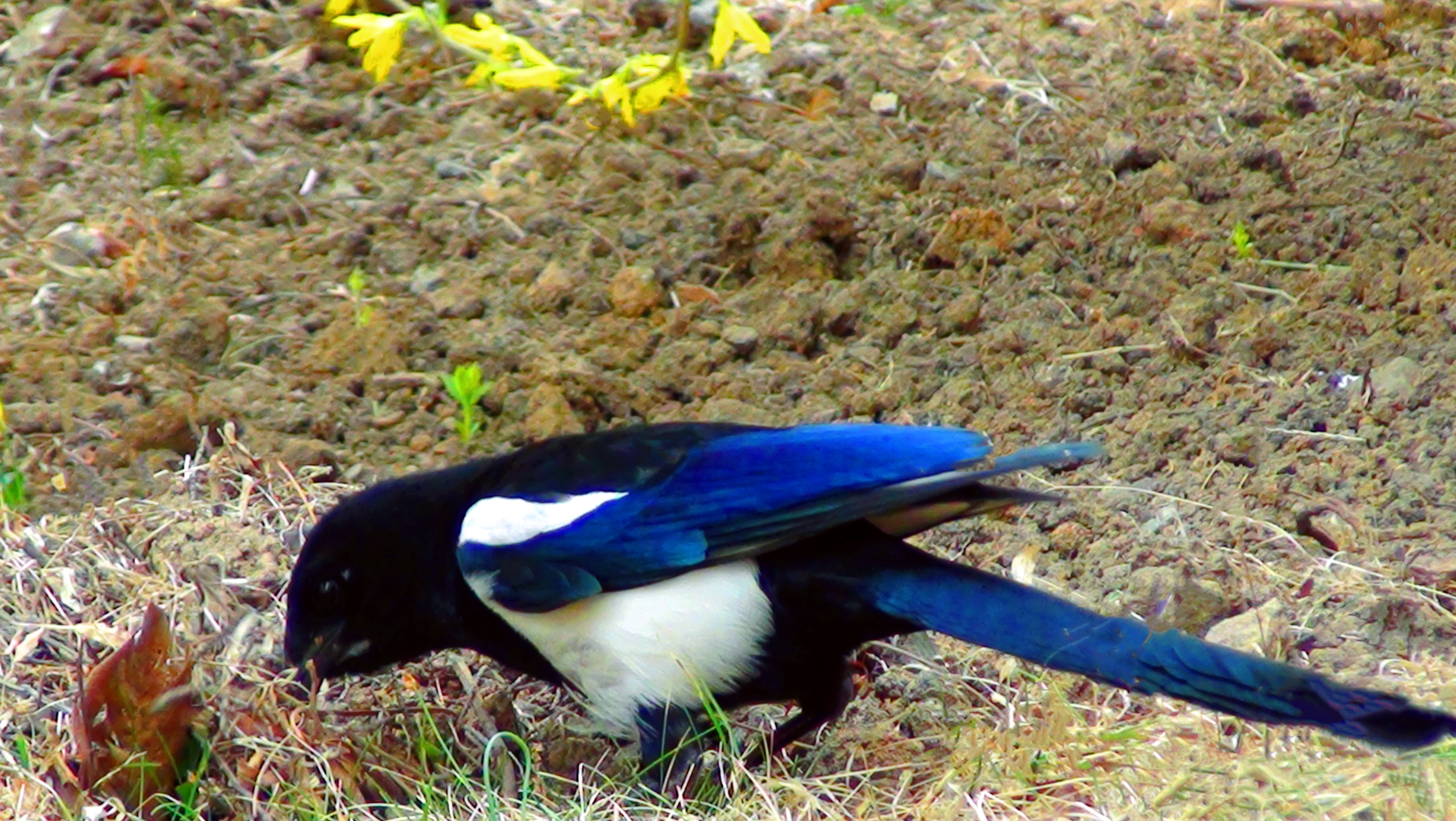 DSC04008.jpg