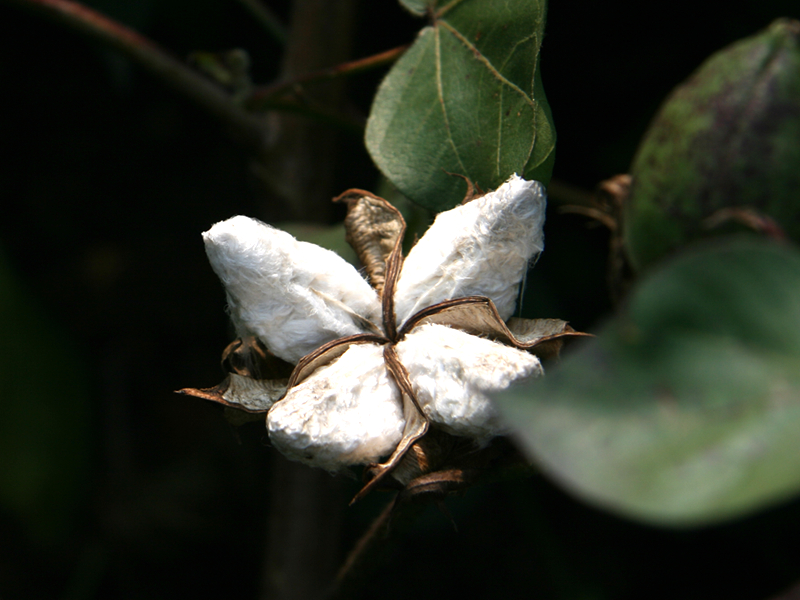 109 ½Gossypium hirsutum Linn.ʵ _.jpg