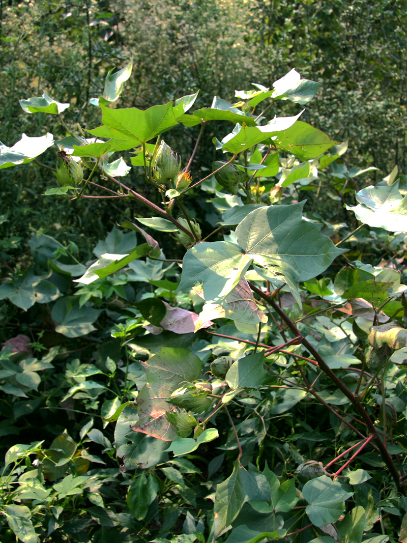 109 ½Gossypium hirsutum Linn.֦ _.jpg