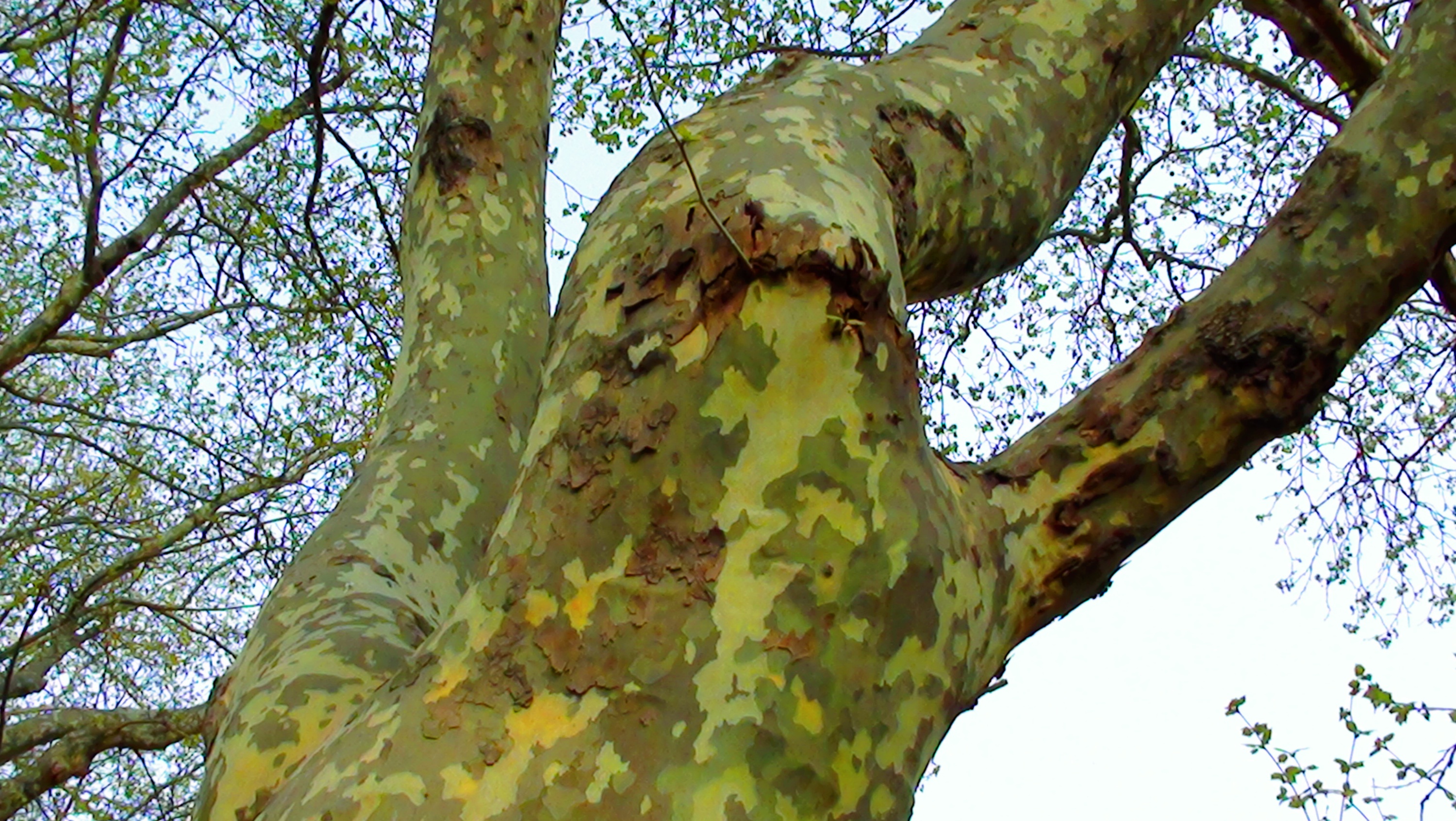 DSC03306.JPG