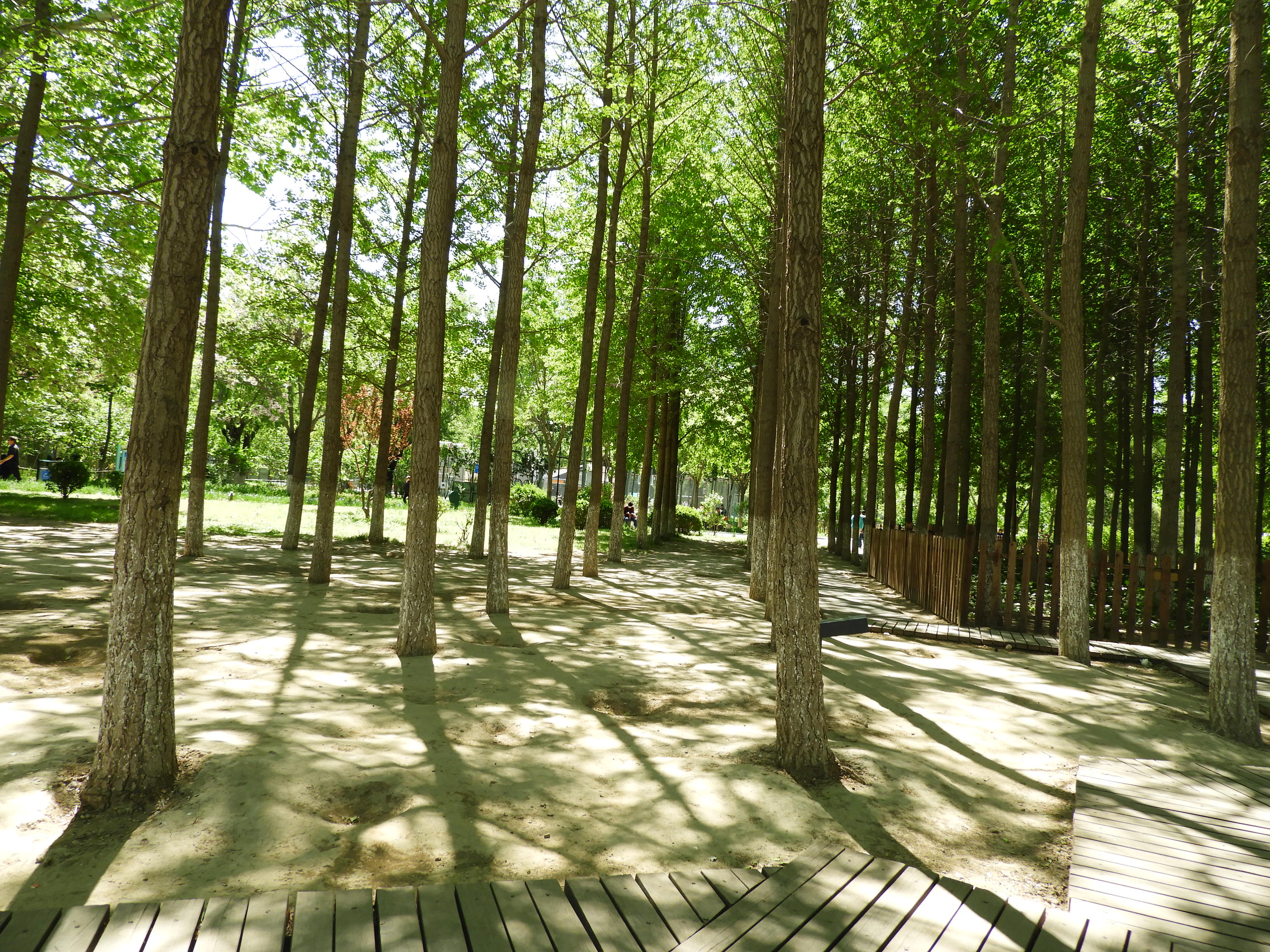 DSCN6411.JPG