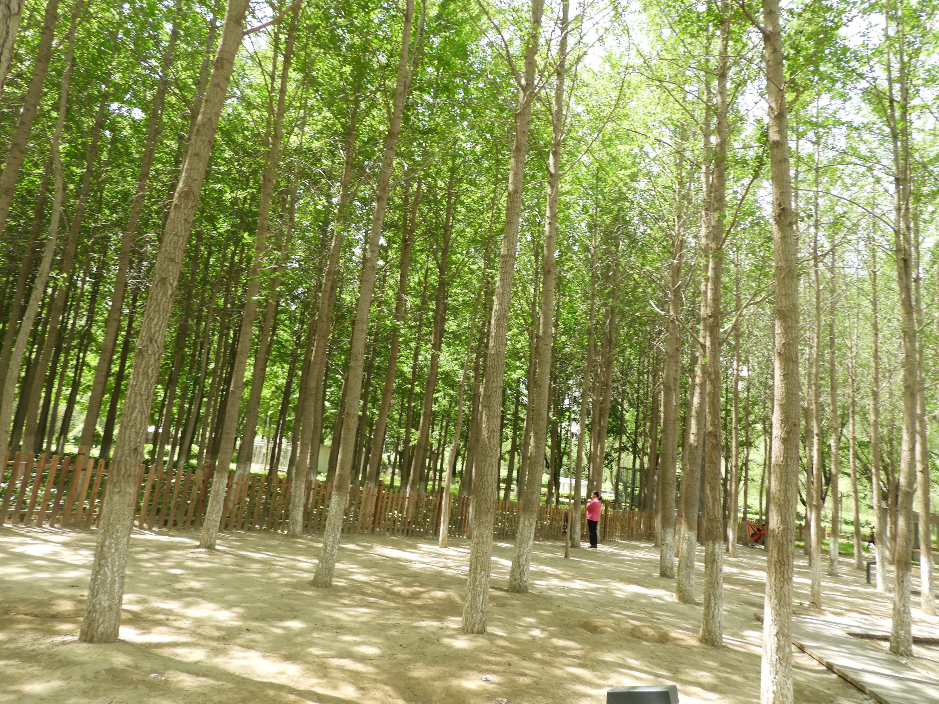 DSCN6535.JPG