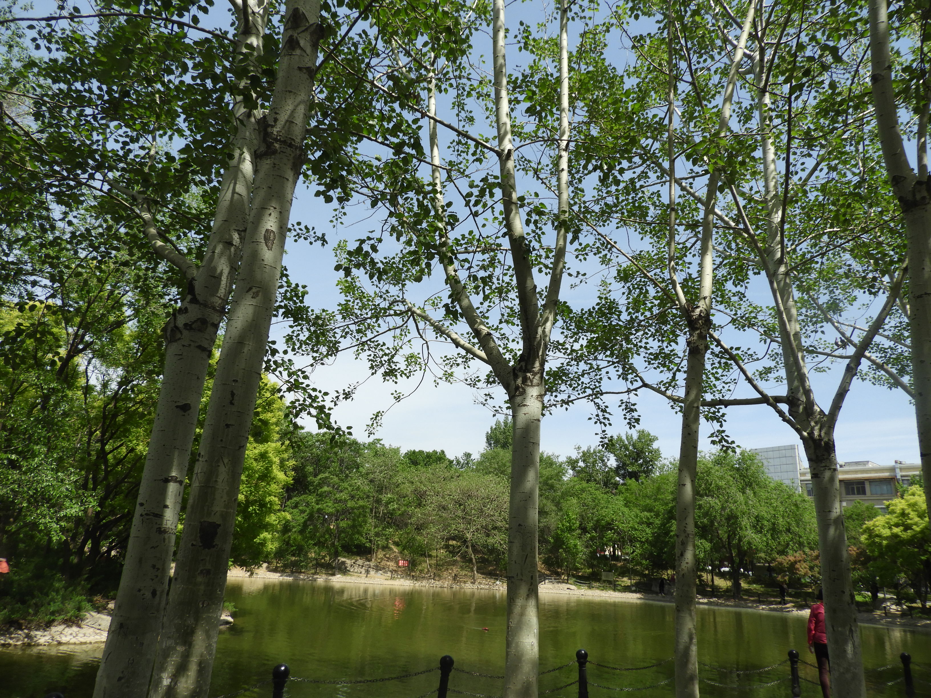 DSCN6524.JPG
