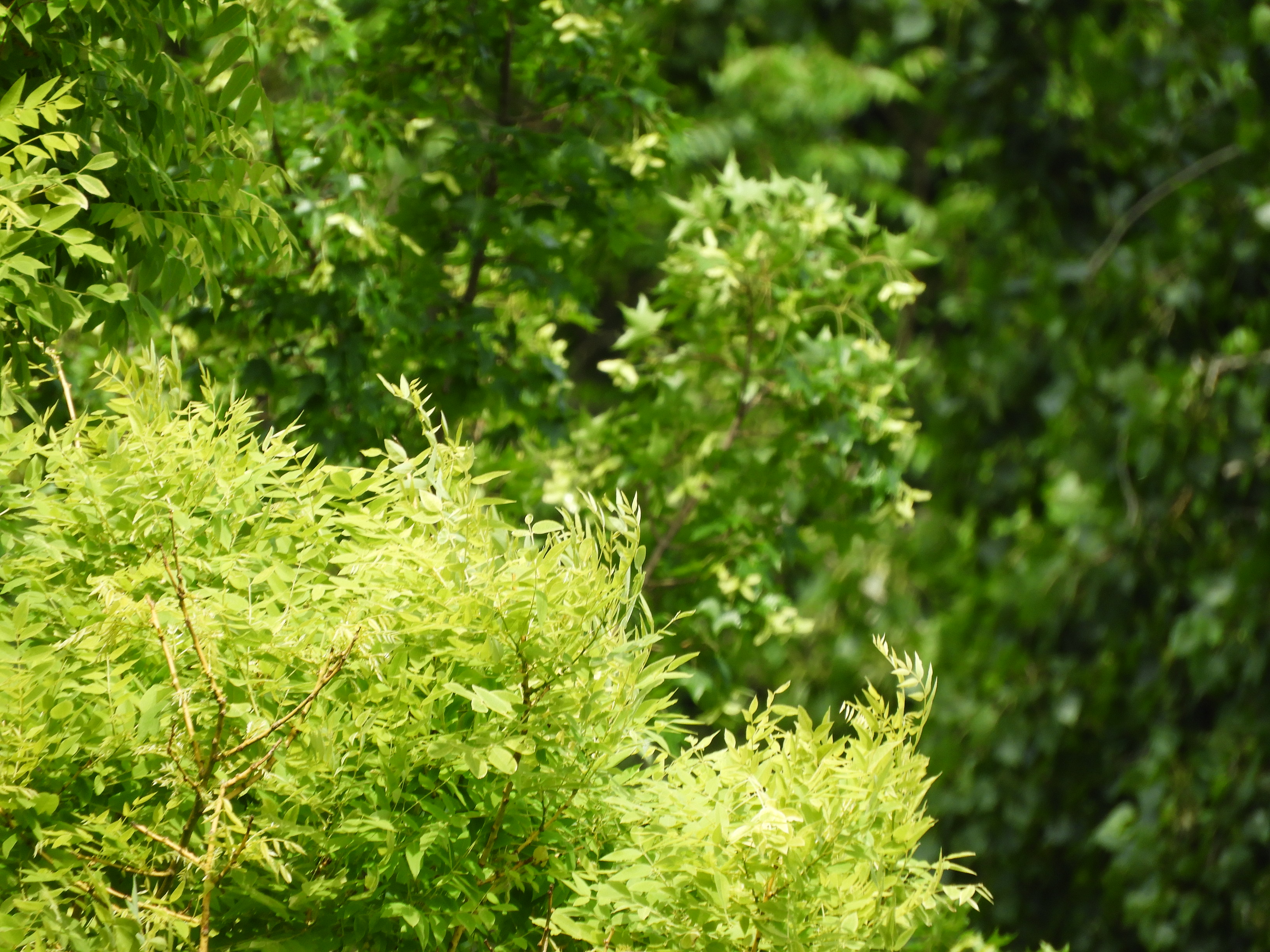 DSCN6517.JPG