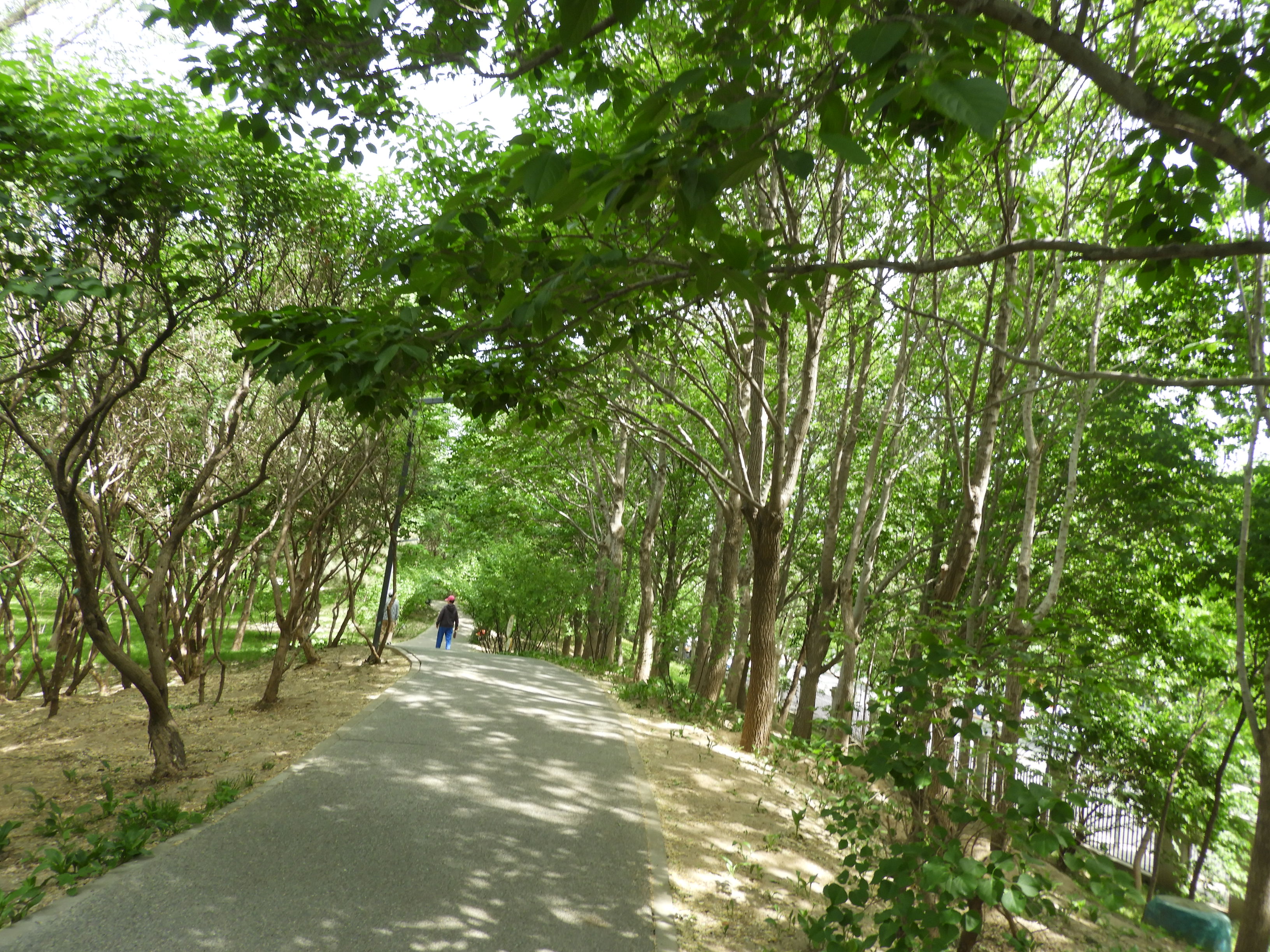 DSCN6505.JPG