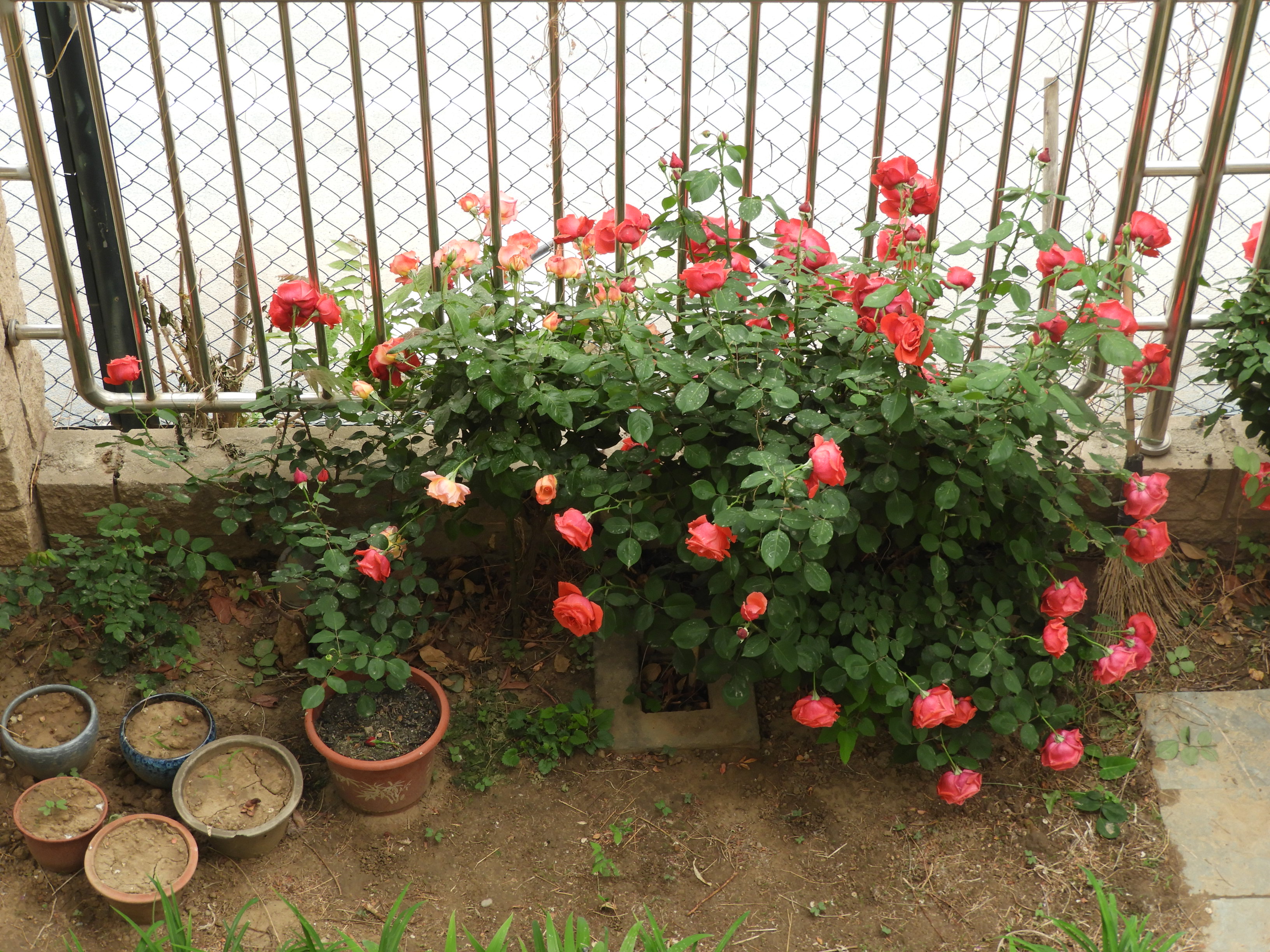 DSCN6602.JPG