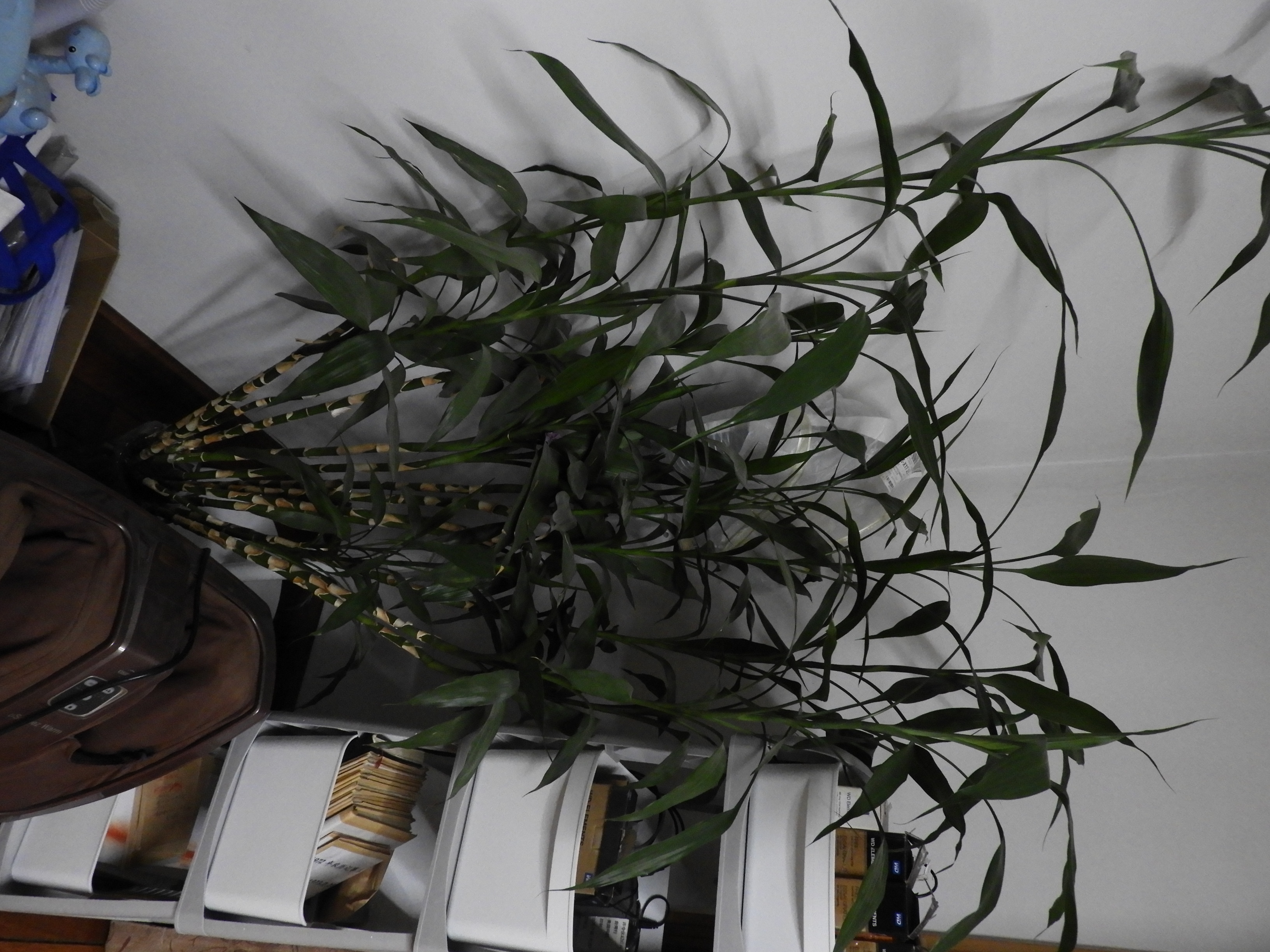 DSCN6617.JPG