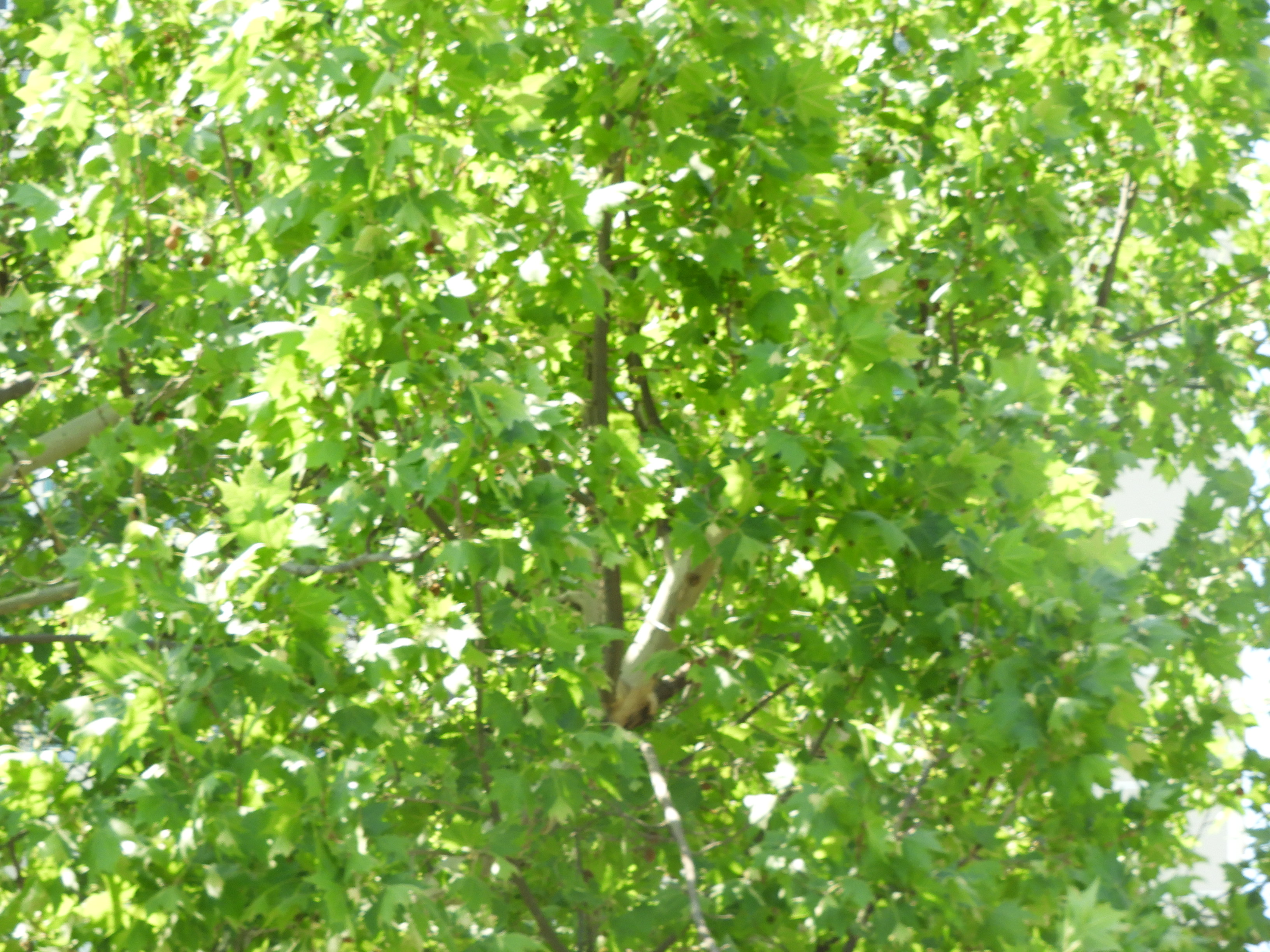 DSCN6654.JPG