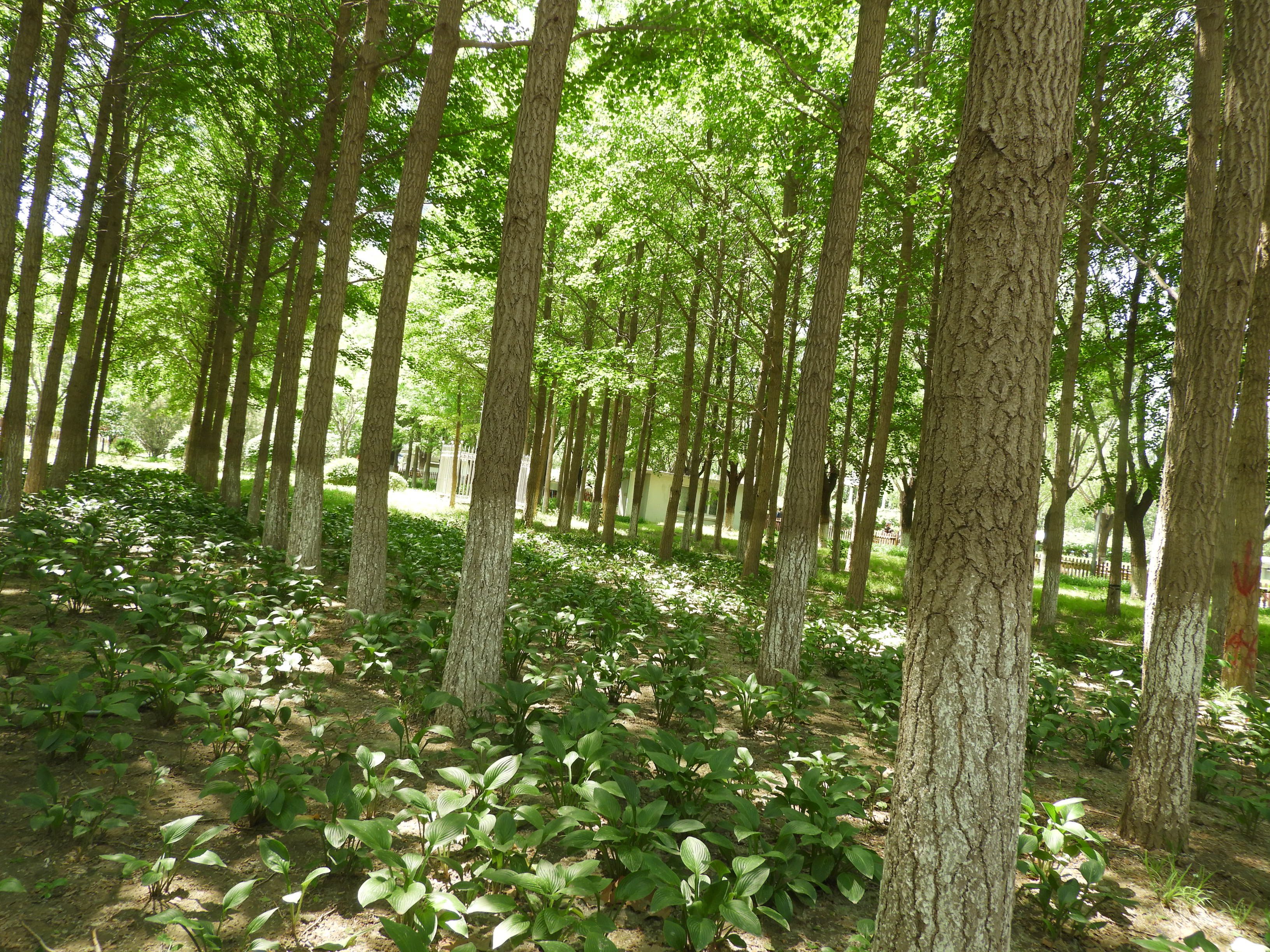 DSCN6689.JPG