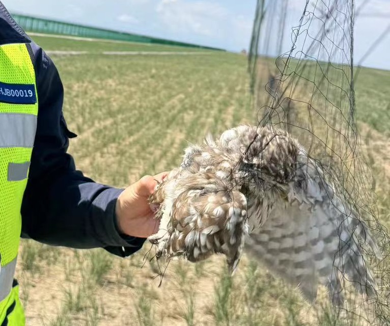 ³˻ _20240815 Owl.jpg