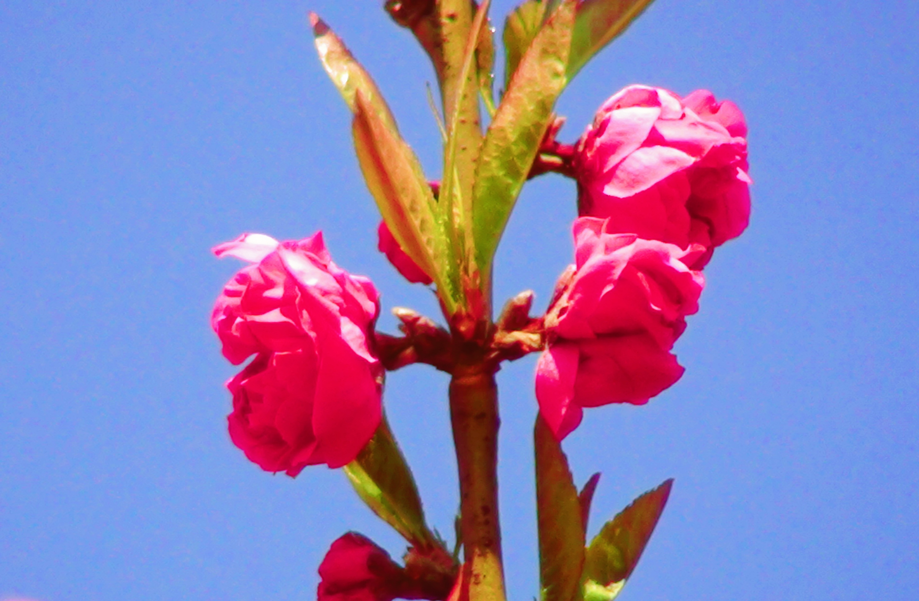 DSC04588.JPG