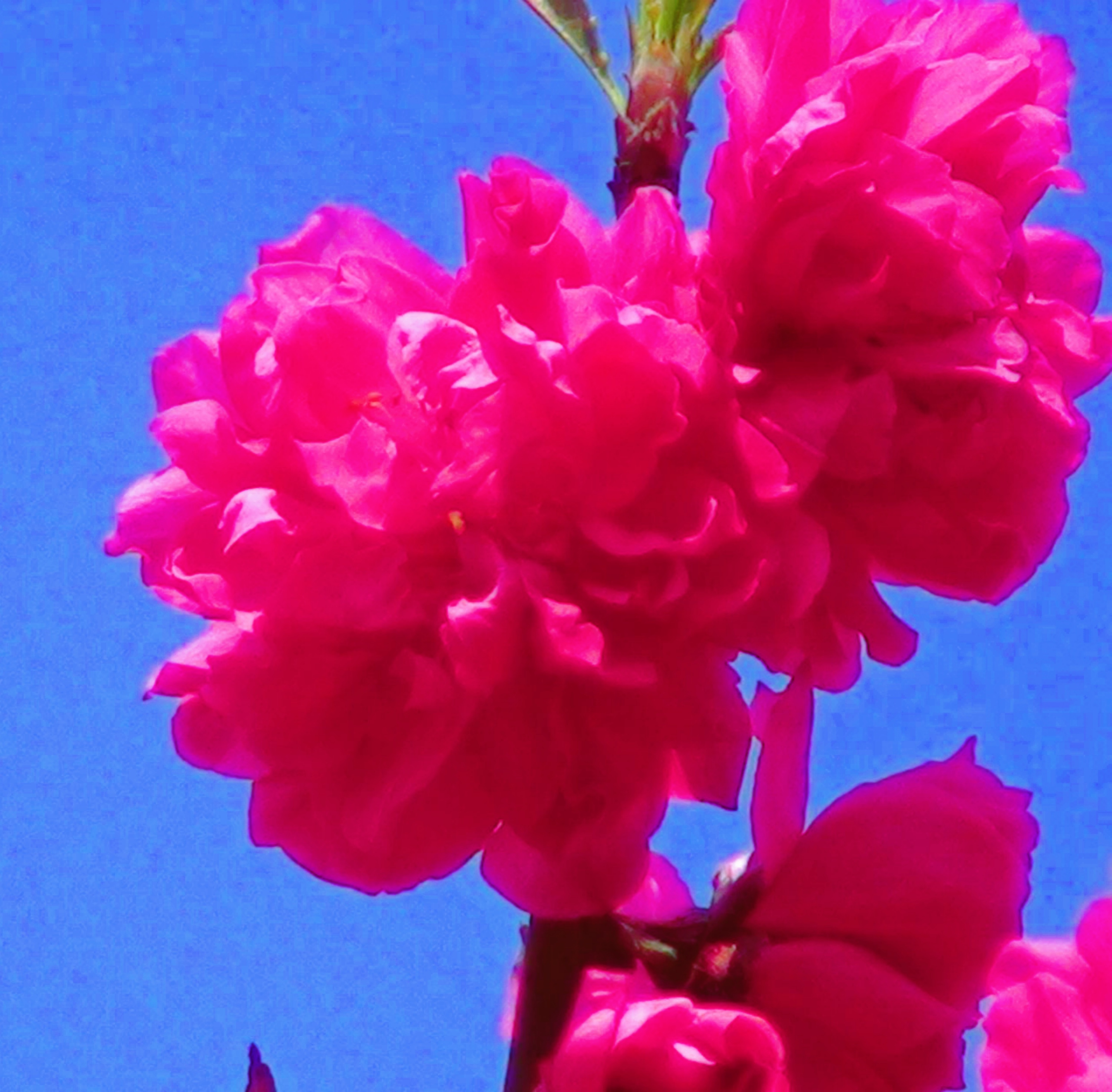 DSC04586.JPG