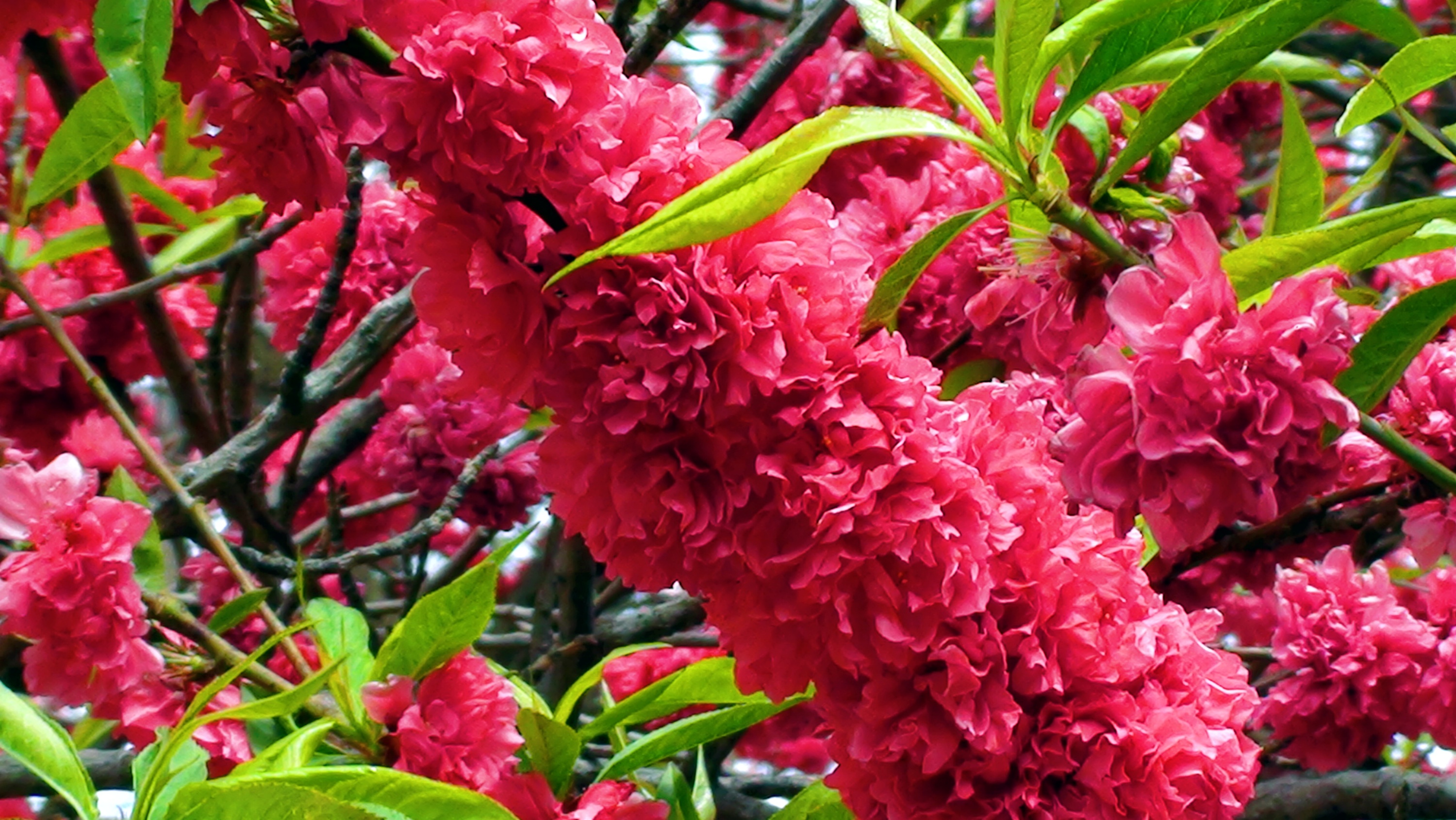 DSC04825.JPG