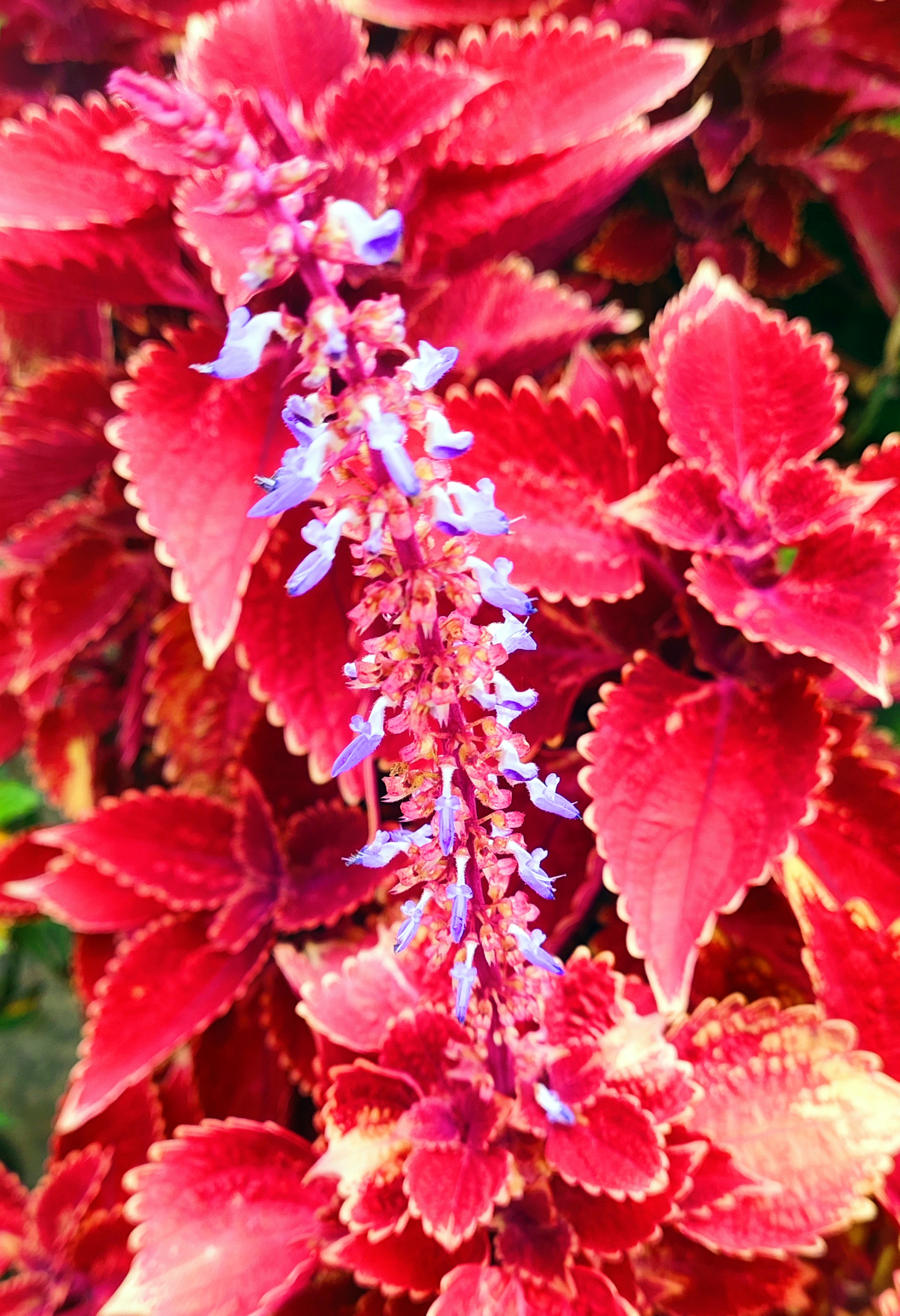 IMG_20250508_075056.jpg