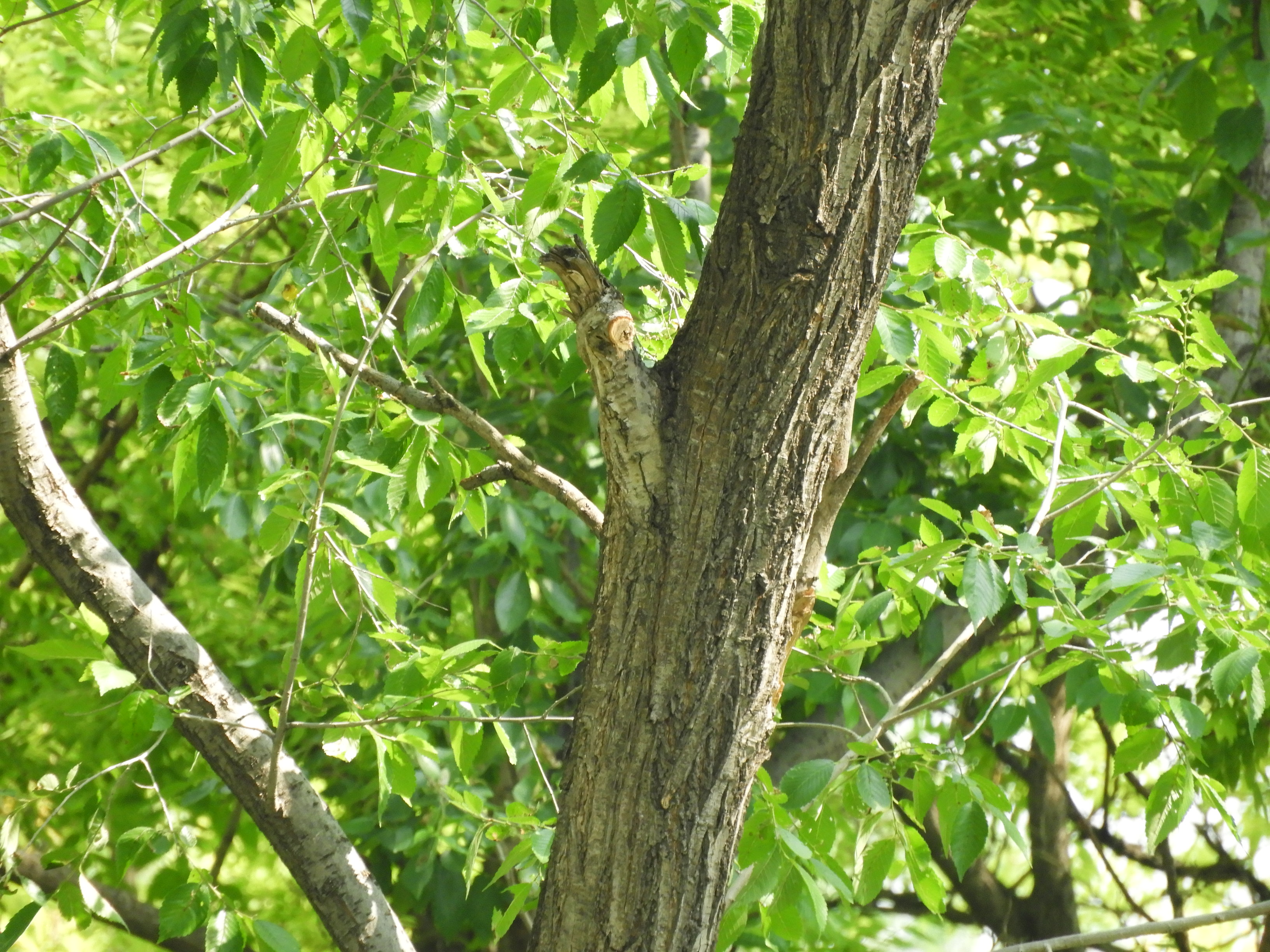 DSCN6990.JPG